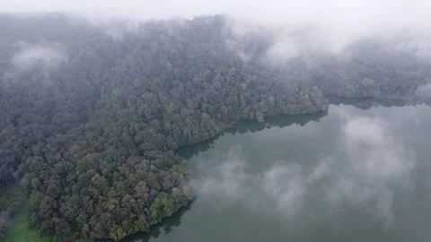 Forest and Lake Video stock 242146132