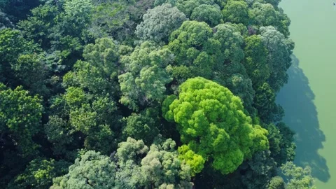 Forest and Lake Stock Footage 258818558