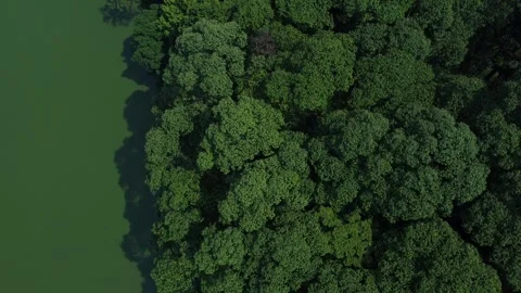 Forest and Lake Stock Footage 259566727