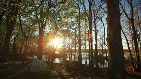 Forest and lake at sunset Stock Footage 40833267