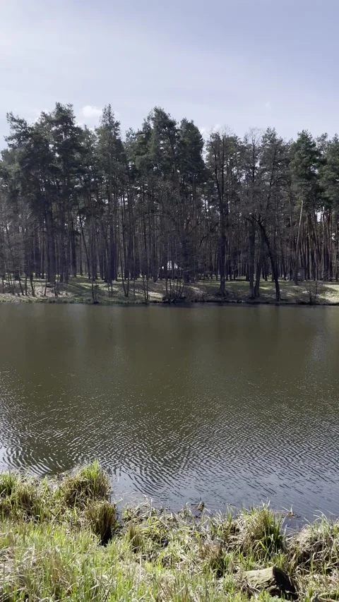 Forest and a large lake Stock Footage 239542491