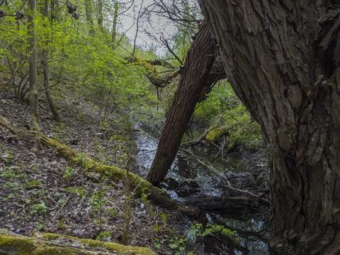 Forest and logs lying in the stream Photos