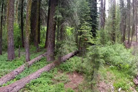 Forest And Low Level Stream Flyover Stock Footage 11279116