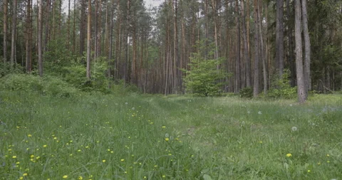 Forest and lush greenery, spring 4K 스톡 동영상 244323528