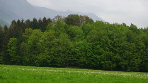 Forest and meadow field in the foreground Stock Footage 202258442