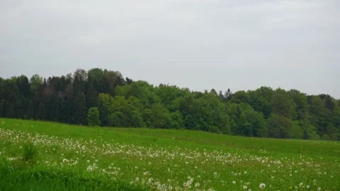 Forest and meadow field in the foreground Stock Footage 202261172