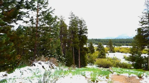 Forest and Meadow Late Spring Snow Видео 38491607
