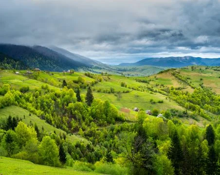 Forest and meadow in the mountains Stock Photos