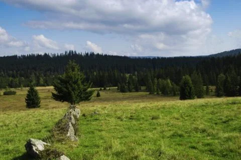 Forest and meadow Stock Photos