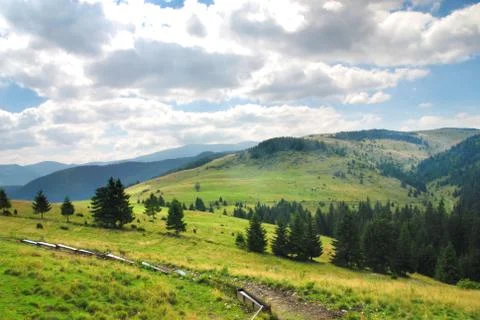 Forest and meadow Stock Photos