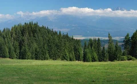 Forest and meadow Stock Photos