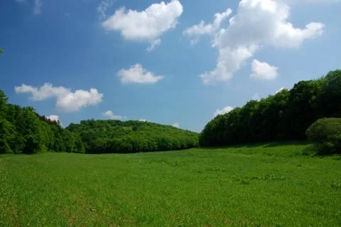 Forest and meadow Stock Photos