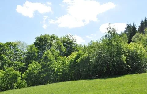 Forest and meadow Stock Photos