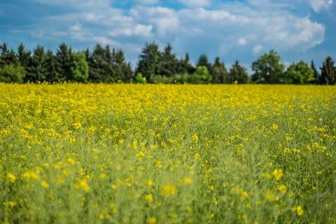 Forest and Meadow Foto stock