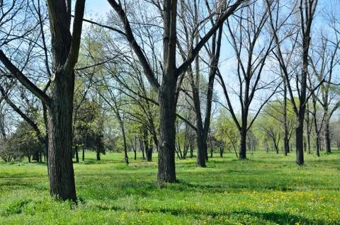 Forest and meadow Stock Photos