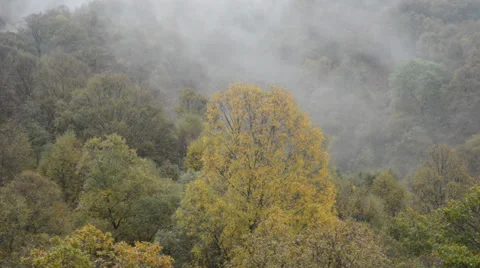 Forest and mist - clouds 動画素材 32143435