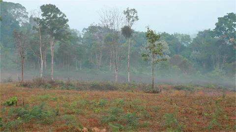 Forest and mist Stock Footage 288494178