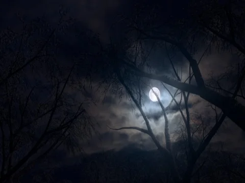 Forest and moon at night Stock Footage 80731582