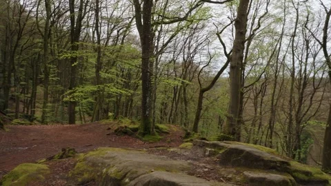 Forest and Moss-Covered Rocks Along the Berdorf Trail in Luxembourg Vidéo 347757207