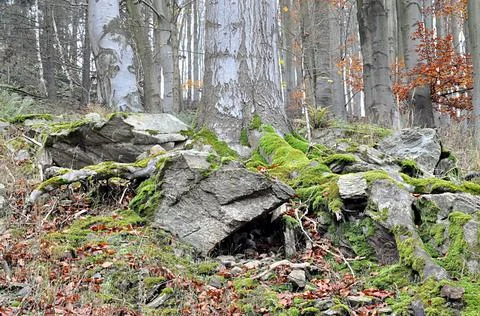Forest and moss Stock Photos