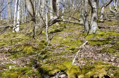 Forest and moss in winter Stock-Fotos