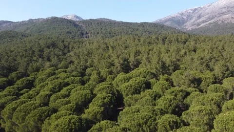 Forest and mountain Drone Video stock 234191342
