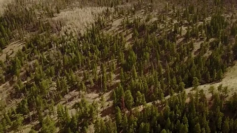 FOREST AND MOUNTAIN Stock Footage 75653383