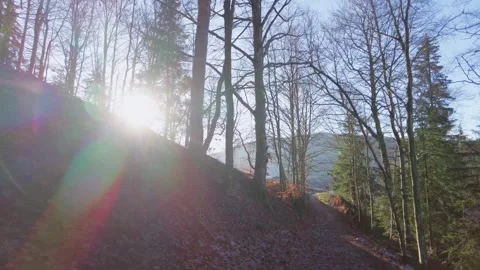 Forest and mountain landscape Stock Footage 272790209
