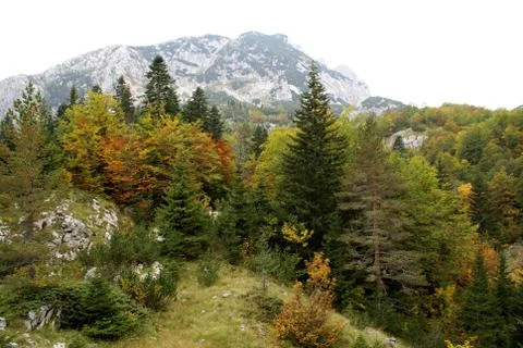 Forest and mountain Stock Photos