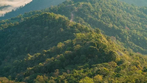 Forest and mountain in summer Stock Footage 104707323