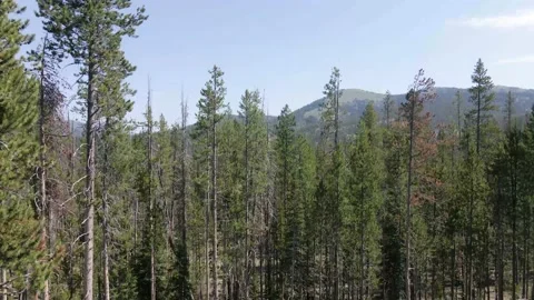 Forest and mountains Stock Footage 141466600