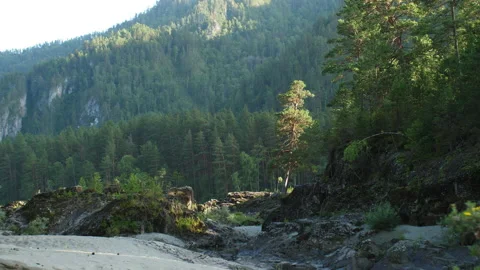 Forest and mountains Stock Footage 203897359