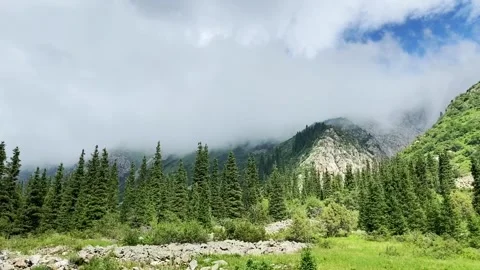 Forest and mountains Stock Footage 247394865