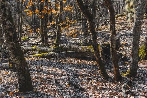 Forest and mountains Stock Photos