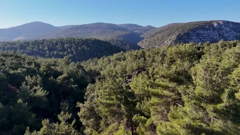 Forest and the Mountains in a Sunny Day (Aerial Shot) Stock Footage 297802953