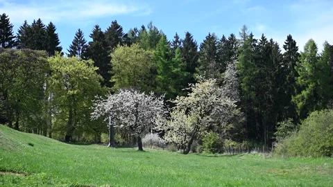 Forest and Nature Stockbeeldmateriaal 333528707