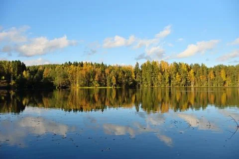 Forest and old trees under the blue sky on the shore of the lake is reflected Stock Photos