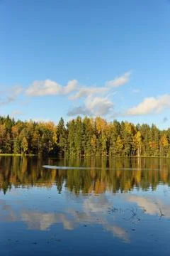 Forest and old trees under the blue sky on the shore of the lake is reflected Stock Photos