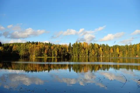 Forest and old trees under the blue sky on the shore of the lake is reflected Stock Photos