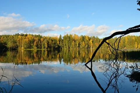 Forest and old trees under the blue sky on the shore of the lake is reflected Stock Photos
