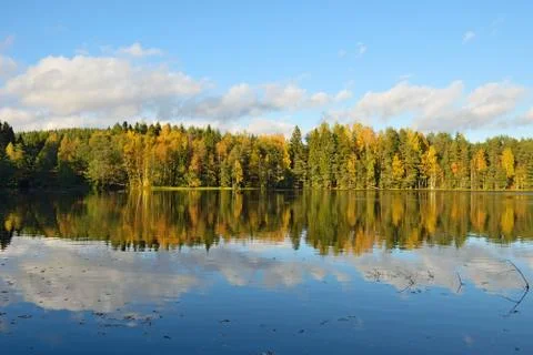 Forest and old trees under the blue sky on the shore of the lake is reflected Stock Photos