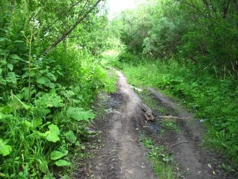 Forest and path Stock Photos