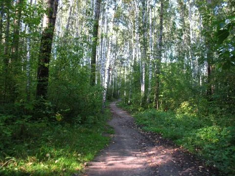 Forest and path Stock Photos