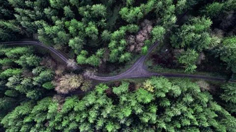 Forest and path Foto stock