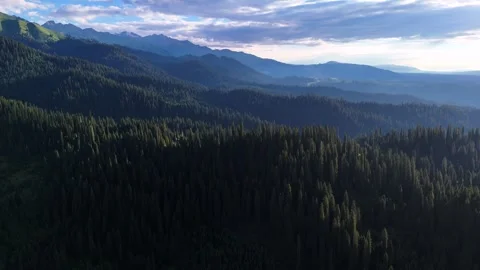 Forest and pine forest under the sunset Vídeos de archivo 284516075