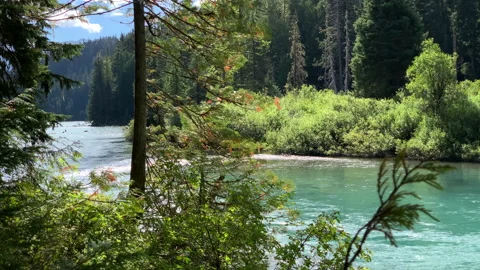 Forest and river flow, northwest Stock Footage 146820332