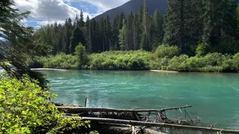 Forest and river flow, northwest Stock Footage 146820336