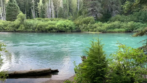 Forest and river flow, northwest Stock Footage 146859617