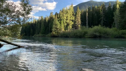 Forest and river flow, northwest Stock Footage 146859681