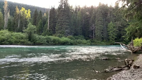 Forest and river flow, northwest Stock Footage 146859777
